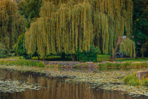 willow trees cloudy gray park near water nature scenic view image