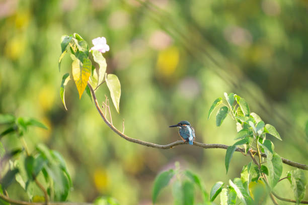 Female Kingfisher in the air over Woodwalton Fen nature reserve.