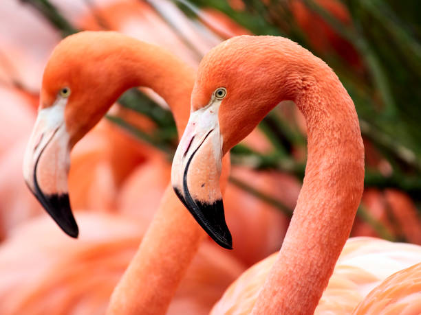 istock American flamingo (Phoenicopterus ruber) 2188846448