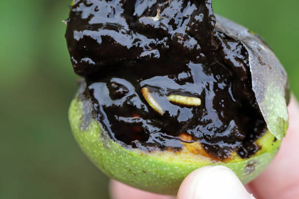 Immature walnut damaged by maggots of Walnut husk fly, scientic name Rhagoletis completa.