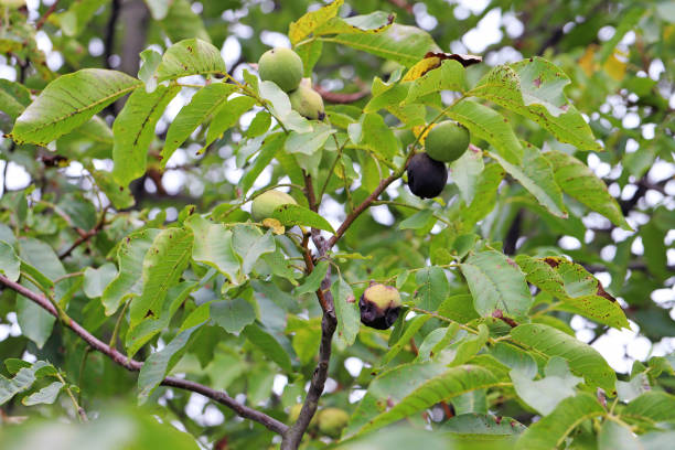Immature walnut damaged by maggots of Walnut husk fly, scientic name Rhagoletis completa.