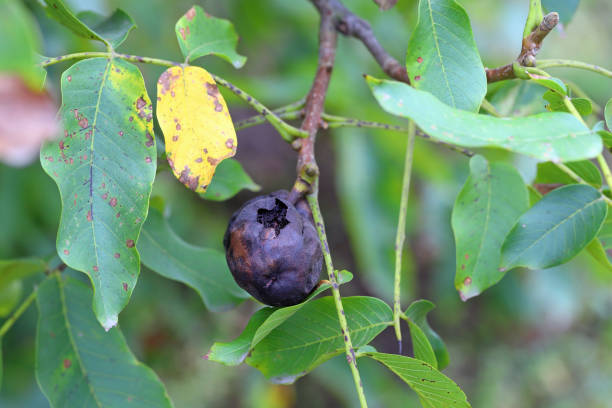 Immature walnut damaged by maggots of Walnut husk fly, scientic name Rhagoletis completa.
