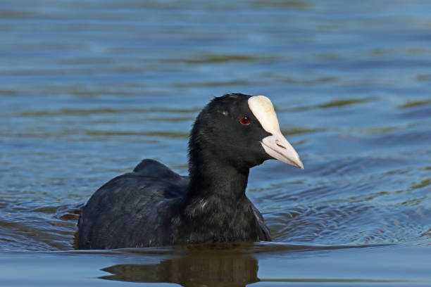 istock Eurasian Coot - Foulque macroule (Fulica atra). 2188848384