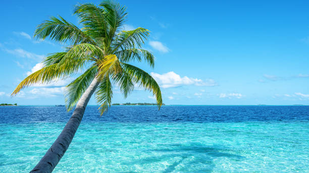 istock Coconut palm tree and beautiful turquoise sea on tropical paradise beach 2188848773