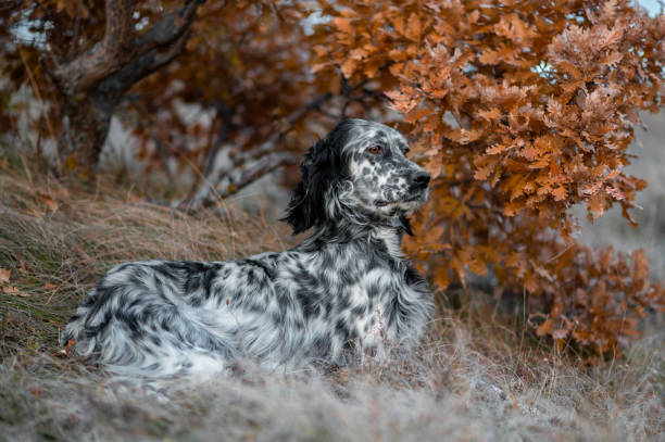 istock Graceful English Setter in Autumn Landscape 2188848808