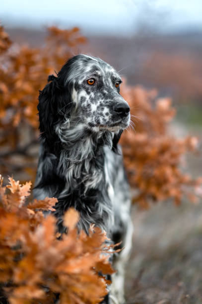 A majestic English Setter sitting gracefully amidst an autumnal scene, surrounded by vibrant orange and brown foliage. The dog's expressive amber eyes and speckled coat beautifully complement the warm tones of the background, creating a serene and captivating portrait perfect for nature and pet lovers.