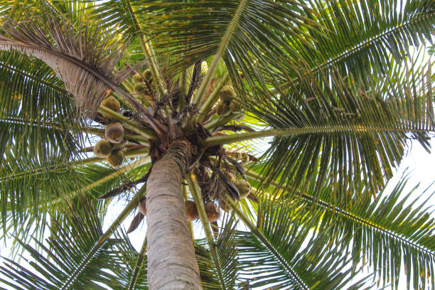 istock High green coconut tree, view from below. Clear blue sky background 2188849374