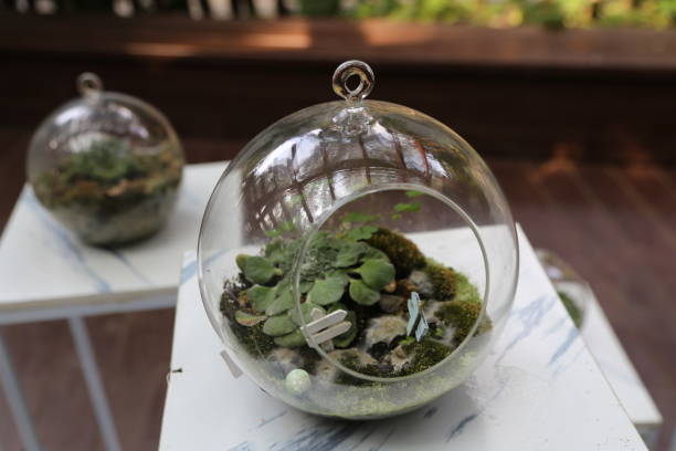 istock Two glass vases with plants inside, one of which has a small butterfly inside 2188850605