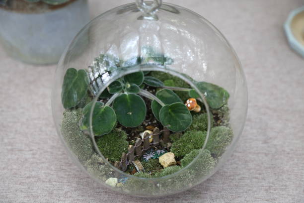istock A small glass vase with moss and a plant inside 2188850644