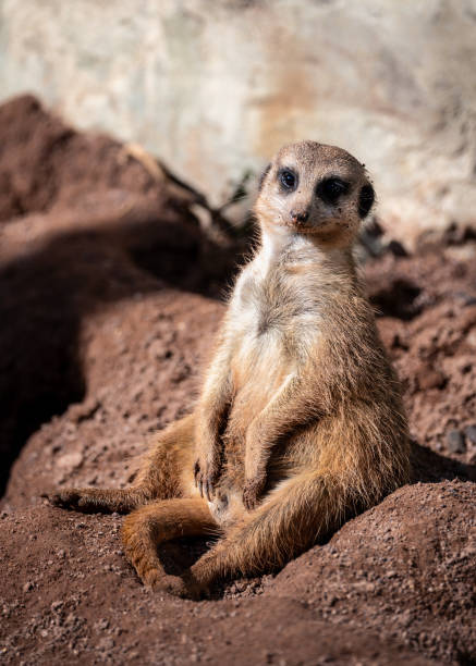 istock Meerkat guard sitting upright on a rock 2188852316