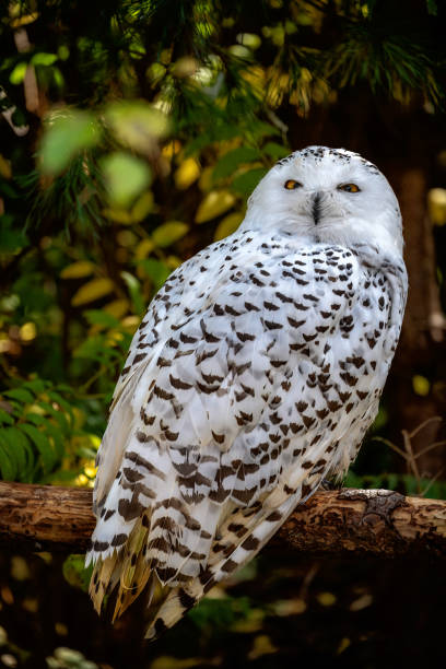 istock Closeup of a snowy owl 2188852688