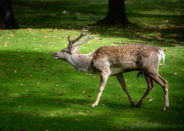 istock Male fallow deer browsing in the forest 2188852851