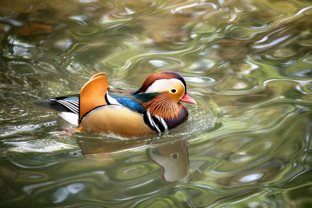 istock Mandarin duck swimming in the water 2188852935