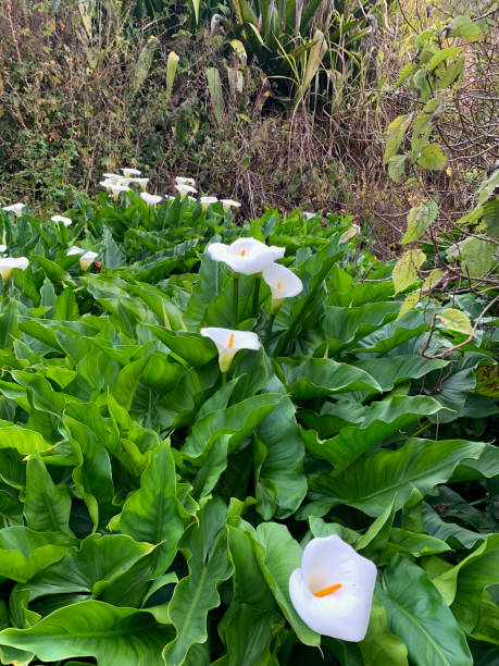 istock Arums in Reunion island 2188852972