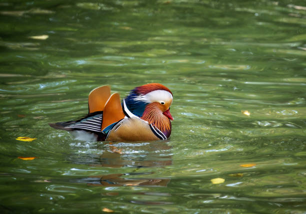 istock Mandarin duck swimming in the water 2188853005