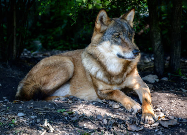 Wolf beim schlafen
