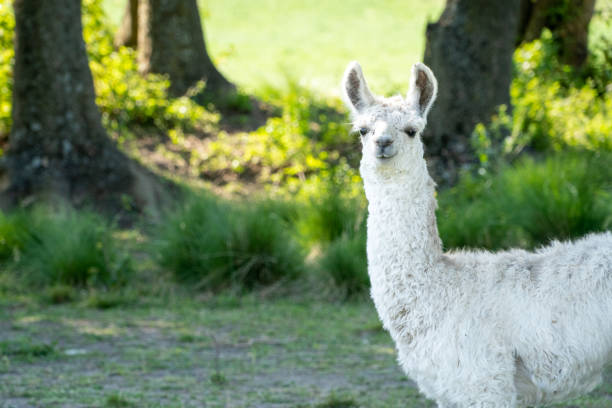 istock Small wild llama in Argentina. 2188858086