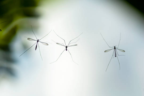 istock daddy longlegs  three hanging on a cobweb in Thailand 2188858140