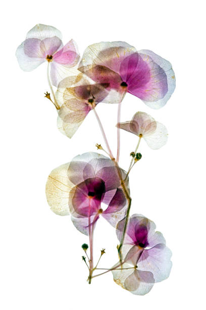 istock dry flowers pressed and dried Hydrangea macrophylla on white background - Hydrangea macrophylla 2188858144