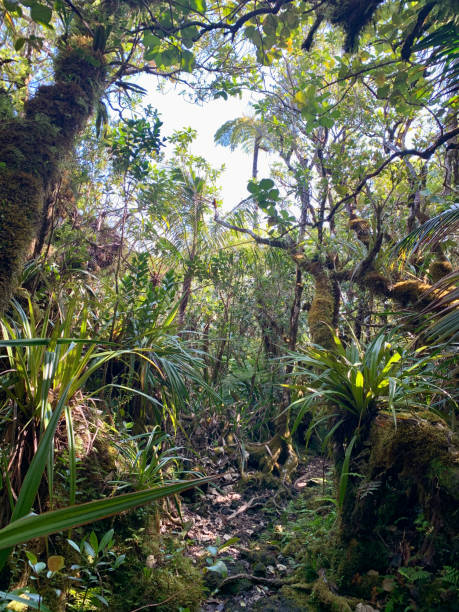 istock Tropical forest on Reunion Island 2188860675