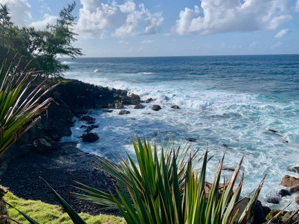 This aerial drone photograph captures a breathtaking vista on Hawaii Island, where the vast expanse of the Pacific Ocean meets the vibrant blue sky. A lone tree stands prominently in the foreground, framing the scene with its lush green foliage and unique silhouette. The image showcases the natural beauty of the island, with its rugged coastline, verdant vegetation, and stunning ocean views.