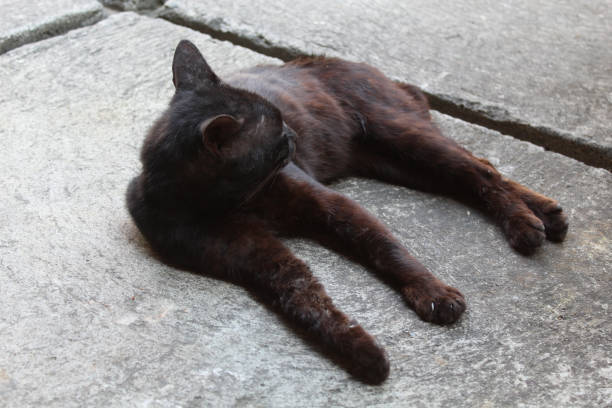istock A black domestic cat lying down 2188861536