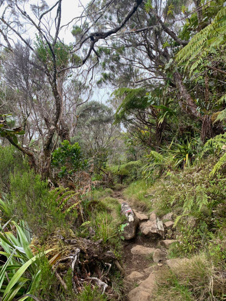 istock Rainforest in Reunion island 2188862761