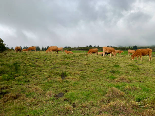istock Cattle in the Cafres plain on Reunion Island 2188862978
