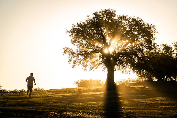 Person running towards a huge tree at sunset. Person facing the immensity of nature. Man running towards the sunset that falls behind a beautiful tree