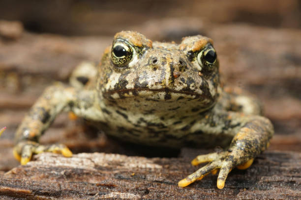 istock Frontal close up of a juvenile western toad , Anaxyrus boreas 2188863465