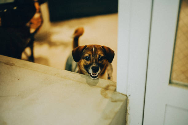 istock A playful puppy peeks around a corner 2188864054