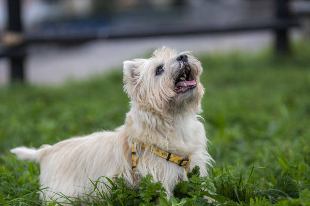 Cairn Terrier dog on the beach