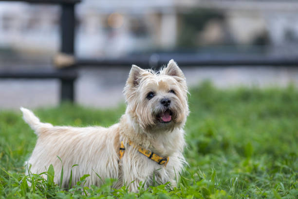 Cairn Terrier dog on the beach