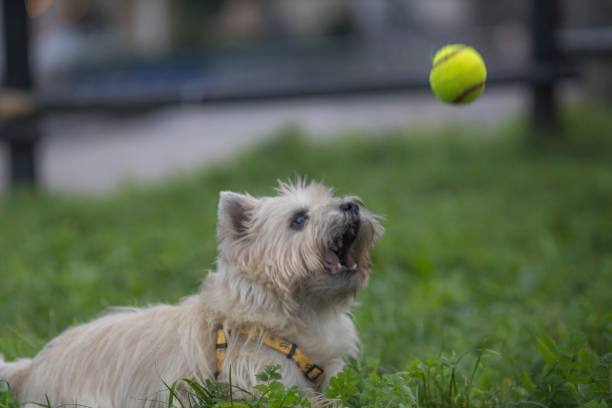 Cairn Terrier dog playing ball on the beach