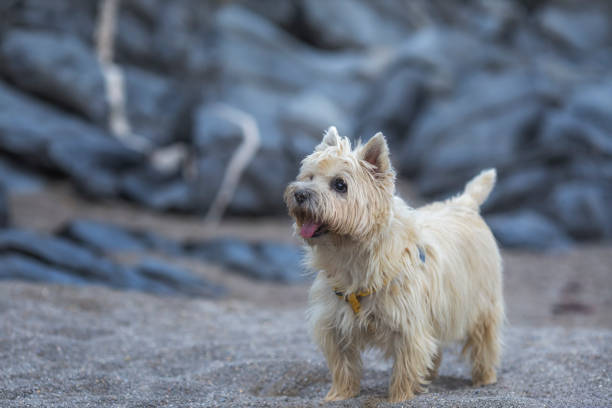 Cairn Terrier dog on the beach