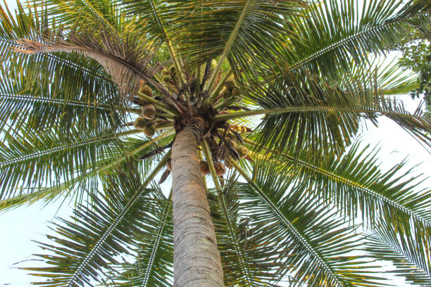 istock High green coconut tree, view from below. Clear blue sky background 2188864456