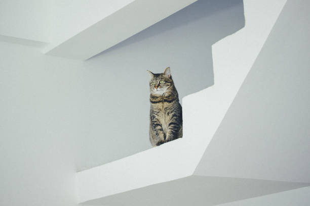 A tabby cat sits perched on a white ledge, gazing intently at something out of frame. The minimalist background emphasizes the cat's curious expression and watchful stance.