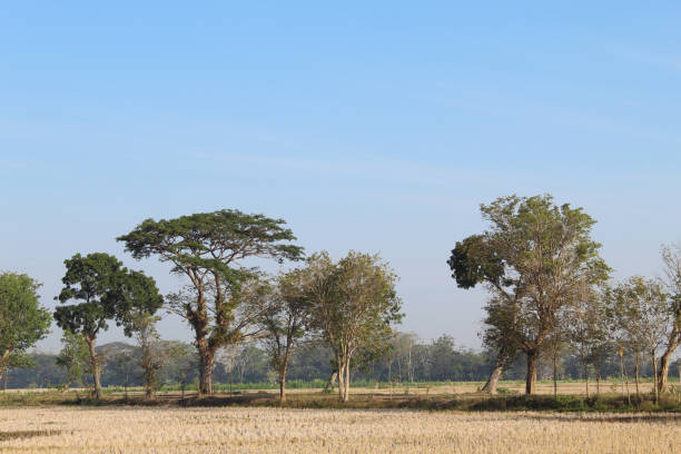 Countryside view, with dry rice fields and green trees, on summer season