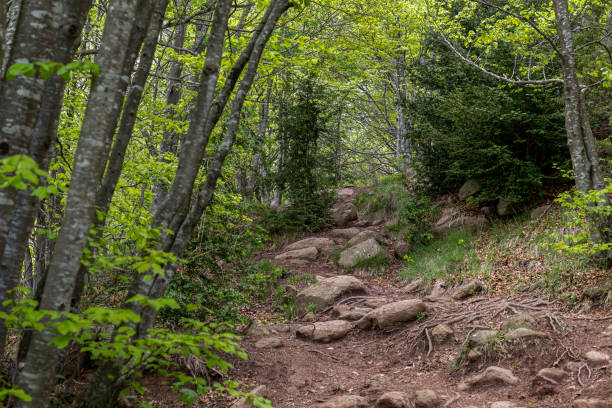 Hard path with big stones in the forest with different trees. Hiking and travel concept
