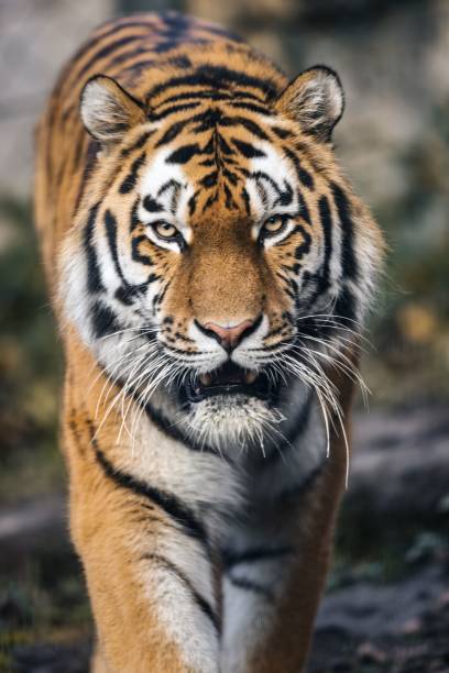 istock Majestic Tiger in Natural Habitat 2188866079