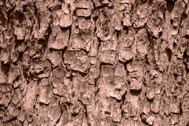 Tree bark texture. Demonstrating color of 2025 year mocha mousse