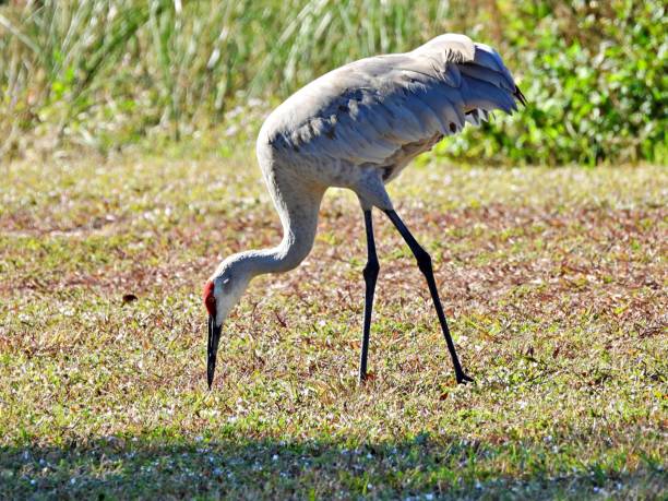 istock Sandhill Crane (Grus Canadensis) - foraging in the grass 2188869730