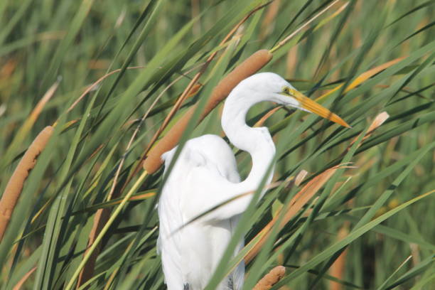 istock Egret in the reeds 2188871738