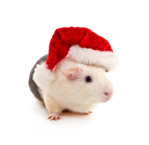 istock Guinea pig in a christmas hat. 2188873452