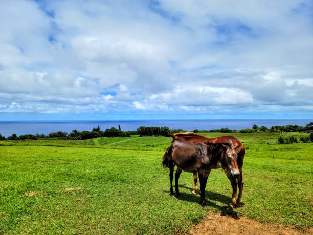 Two horses grazing on a lush green pasture with an ocean view in the background, under a partly cloudy sky.