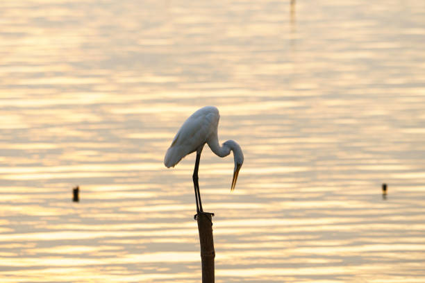 Grey heron sit on float at a lake in a middle in a park of Beijing.