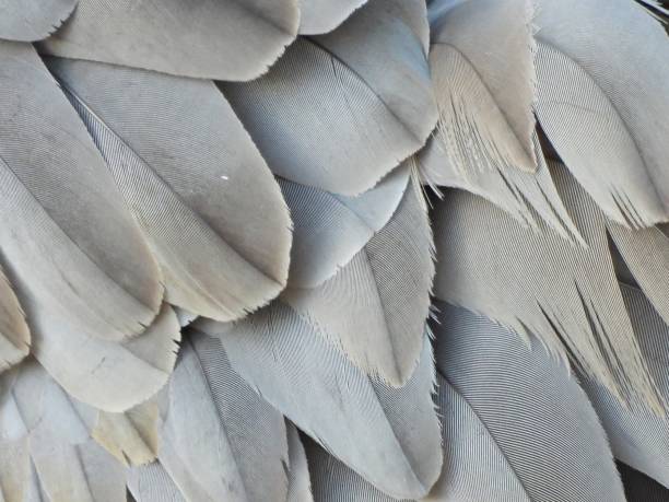 istock Sandhill Crane (Grus Canadensis) - feathers close-up 2188878616