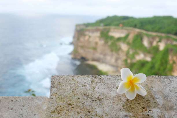 Blooming white Frangipani flower on ancient stone wall on coastal cliffs sea on mountain in Pura Luhur Uluwatu temple on Suluban beach in Bali of Indonesia
