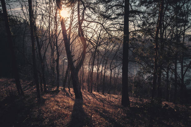 Spring or autumn forest on a sunny morning.