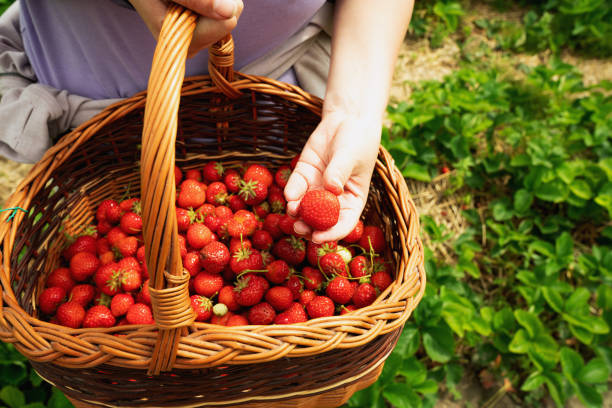 istock Fresh Strawberry picking in the field 2188880578